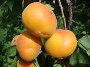 Абрикосы,  саженцы абрикосов,  деревья с комом земли Алматы и область