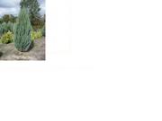 Можжевельник Виргинский (лат. Juniperus virginiana ),  саженцы