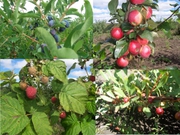 Продам саженцы вишни,  малины,  клубники,  яблок и т.д