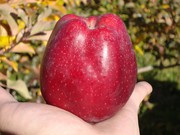 Яблони оптом 400 тенге. Саженцы яблони Золотое и Американка в Алматы