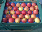 Яблоки и груши из Польши прямые поставки
