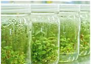 Размножение растений in vitro