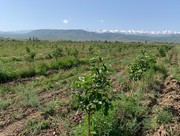 Продажа яблонево-сливовых садов в Алматинской области. 